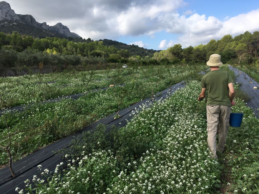 Campos de Agrivall en la Vall de Gallinera